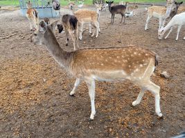 8a05a89f c21e 4227 af01d6bebab7d7.